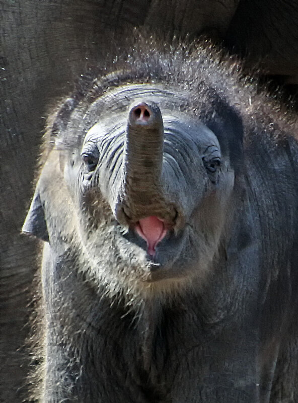 Малыш - Андроник Александр Малыш - Андроник Александр