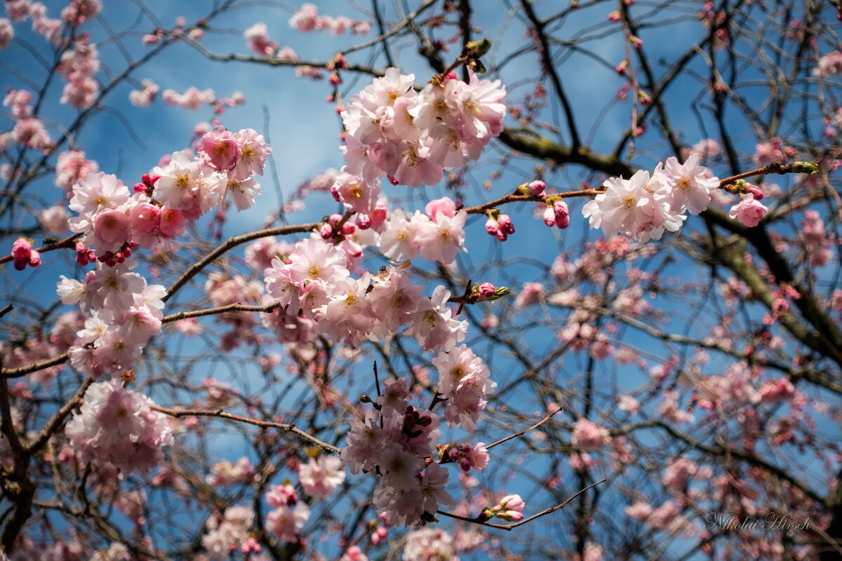 Нежность Весны... - Николай Гирш