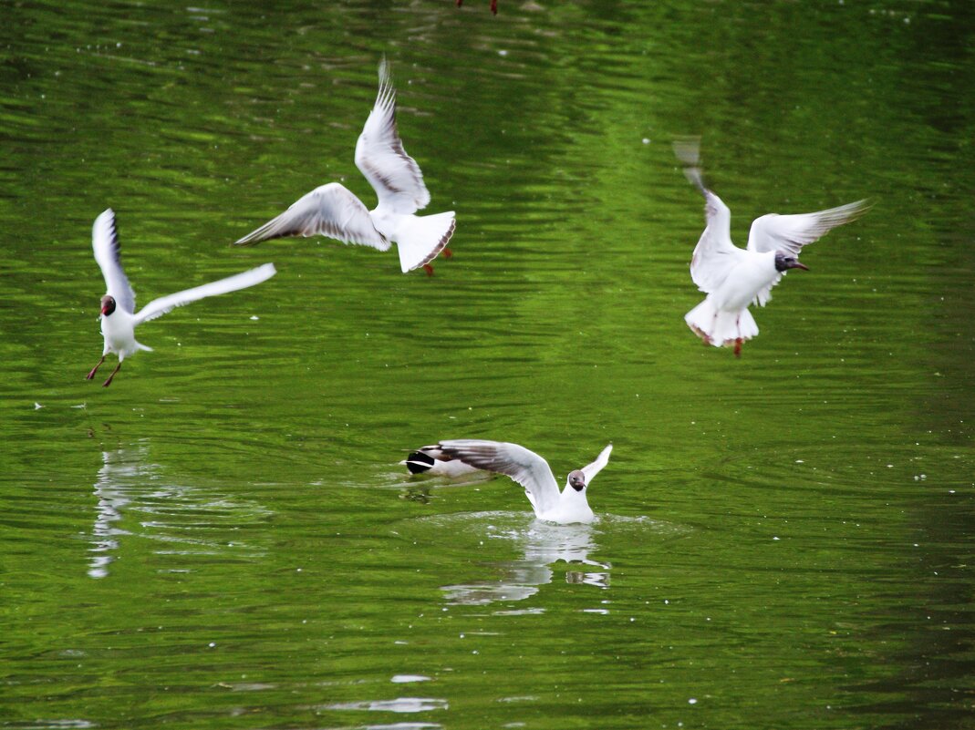 КТО ВО ЧТО ГОРАЗД. - Виктор Никитенко КТО ВО ЧТО ГОРАЗД. - Виктор Никитенко