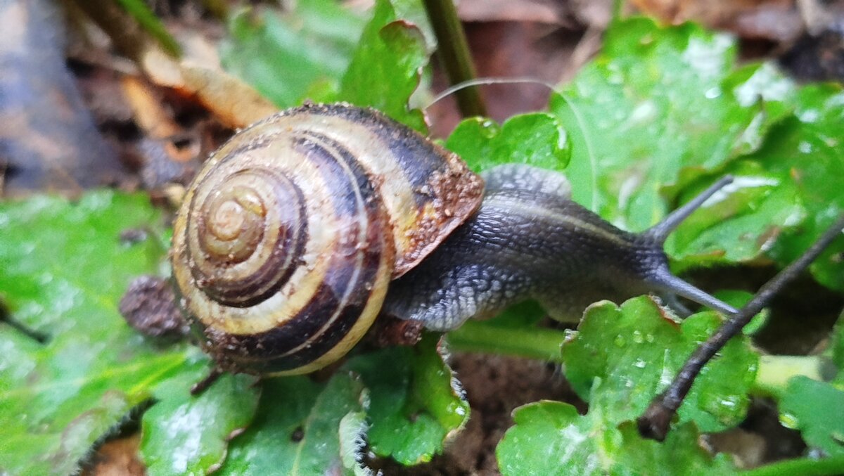 Проснулись улиточки - светлана льдокова