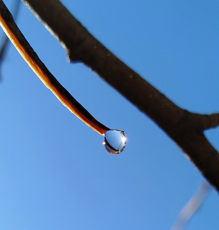 Капля березового сока - светлана льдокова Капля березового сока - светлана льдокова
