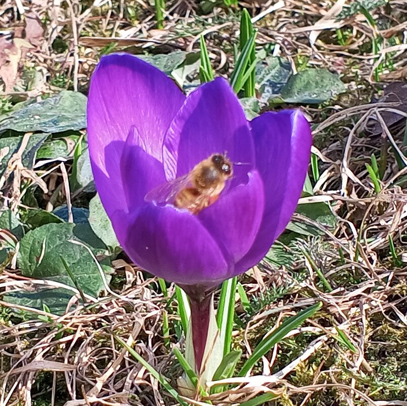 Крокус - Сапсан 