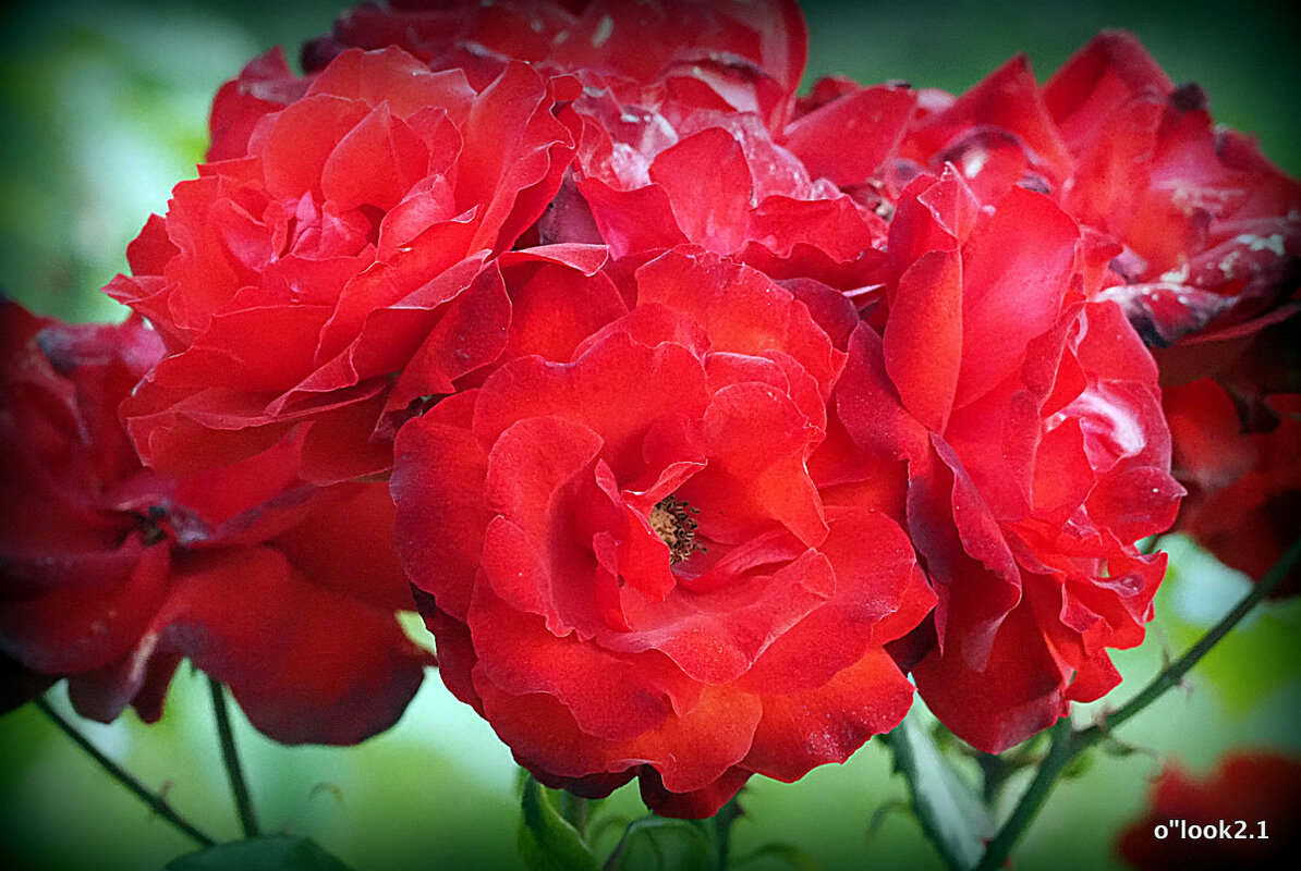 они на радость нам даны - Олег Лукьянов