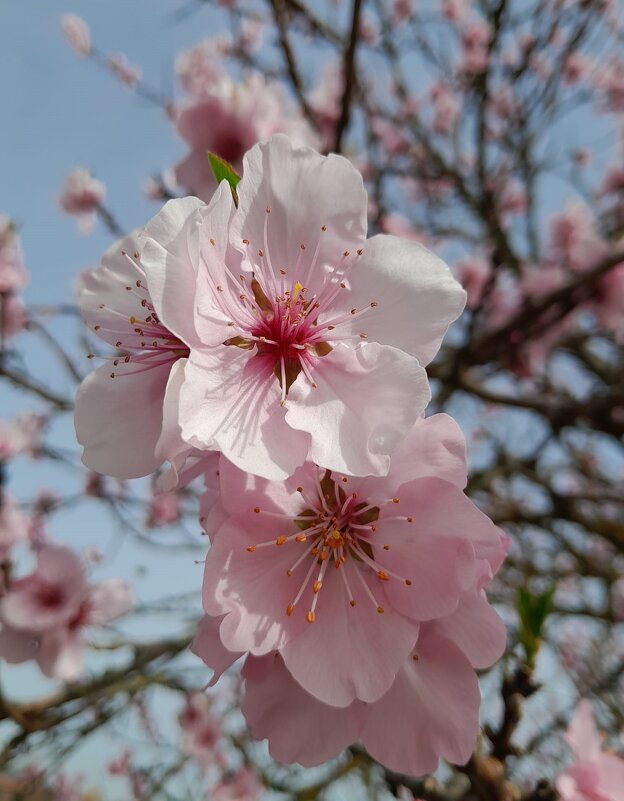 весеннее - Olga 