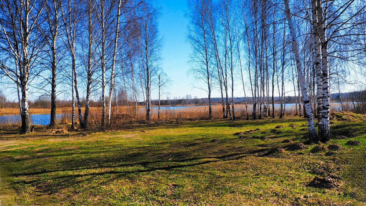 Стройные берёзки на озёрном берегу. - Милешкин Владимир Алексеевич 