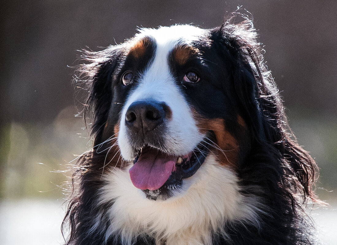 *** - Владимир Безбородов *** - Владимир Безбородов