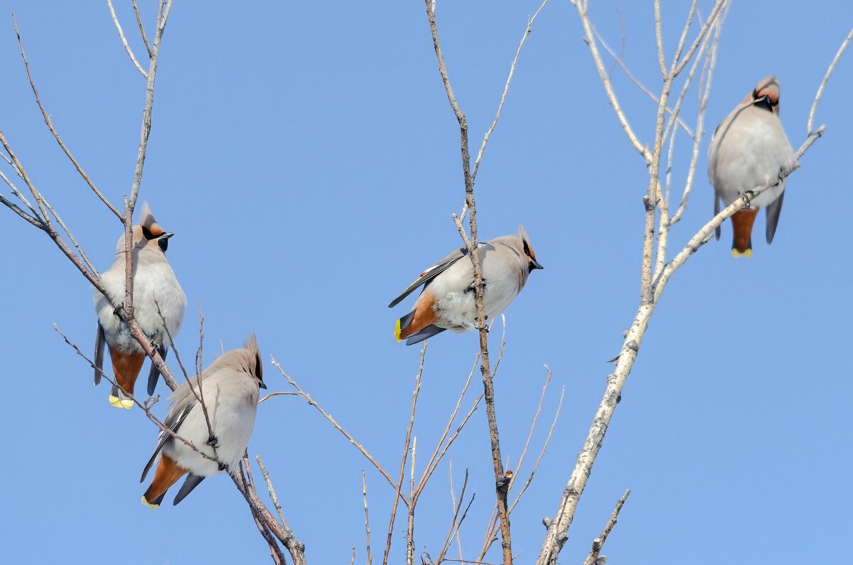 Посиделки Свиристелей. - Виктор Иванович Чернюк Посиделки Свиристелей. - Виктор Иванович Чернюк