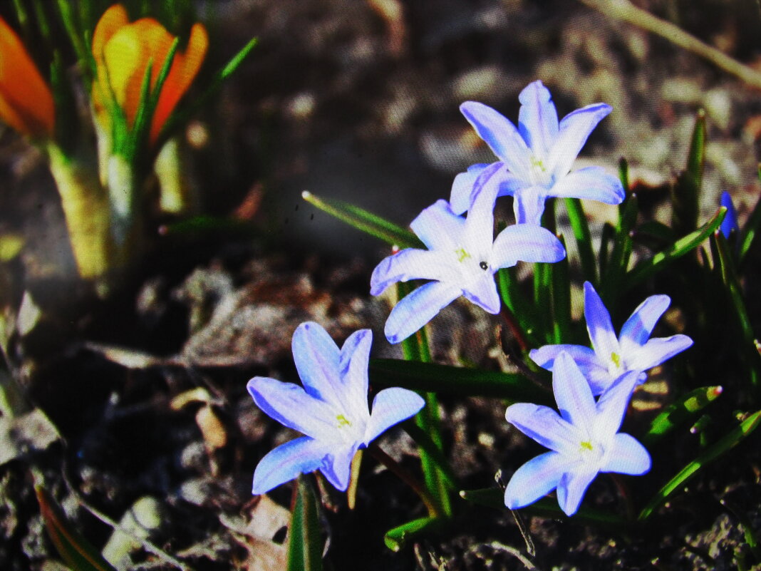 Хионодокса цветёт - Людмила Смородинская Хионодокса цветёт - Людмила Смородинская