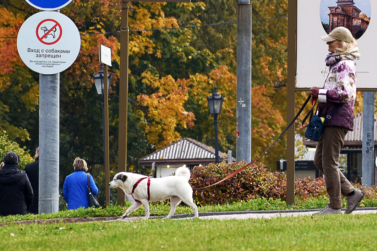 А собака не в курсе.... - Валерий Пославский