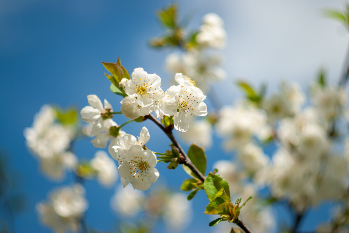 Цветет вишня - Referee (Дмитрий) Цветет вишня - Referee (Дмитрий)