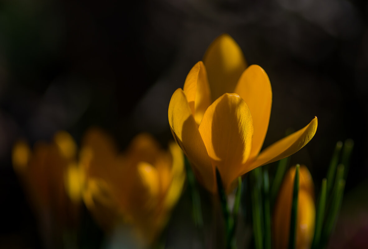 Крокусы. - Sergey (Apg)