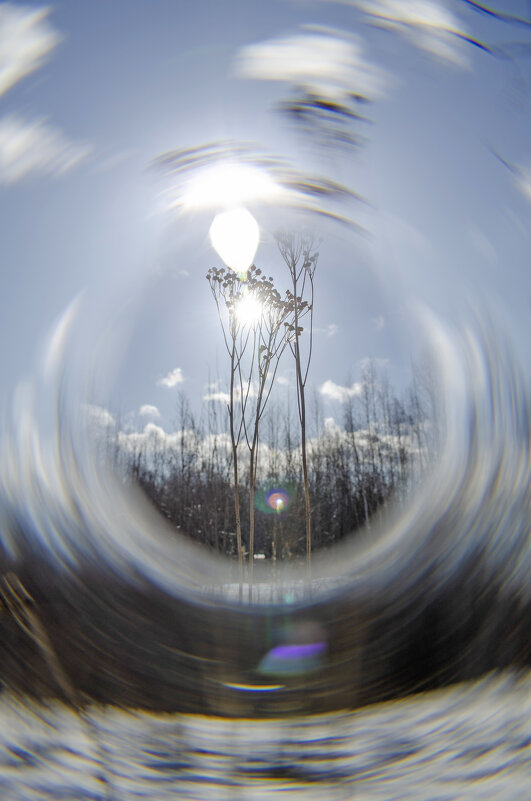 Сухоцвет - Lyubov Busova