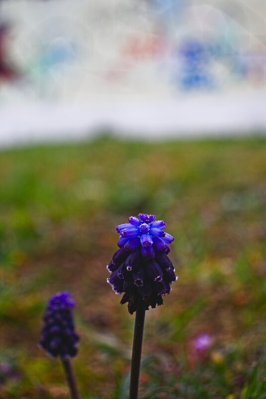 Гадючий лук - Giant Tao /