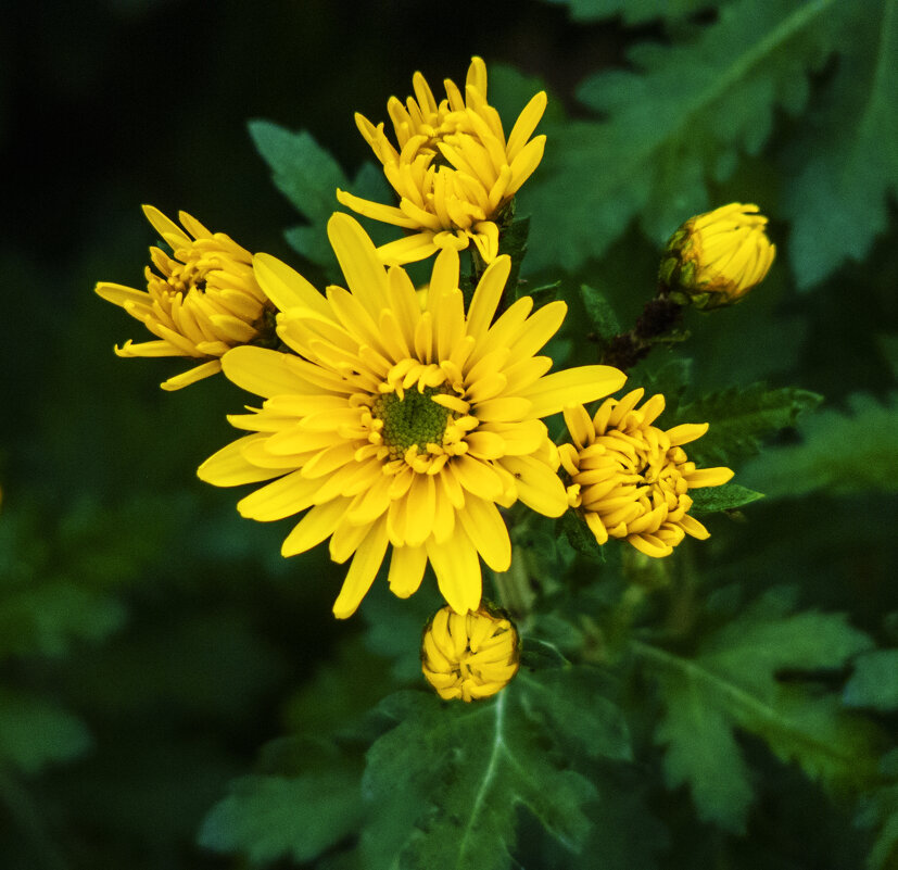 Жёлтые хризантемы - Валентин Семчишин