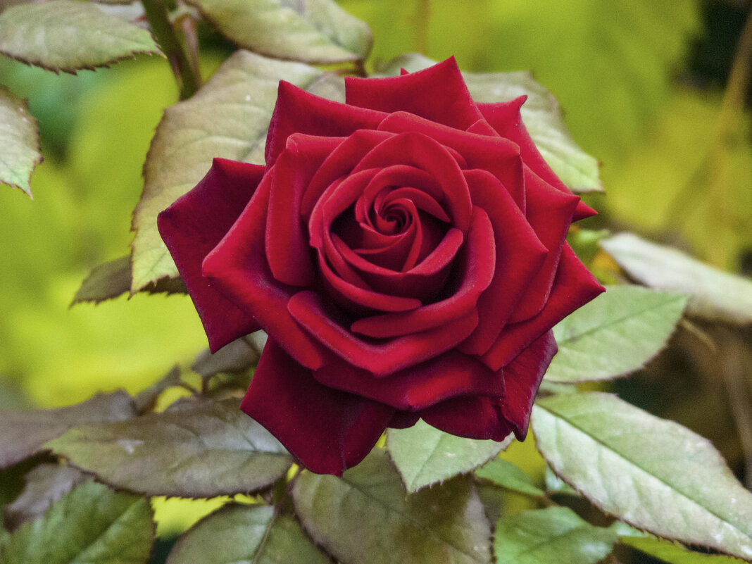 Бархатная роза - Валентин Семчишин Бархатная роза - Валентин Семчишин