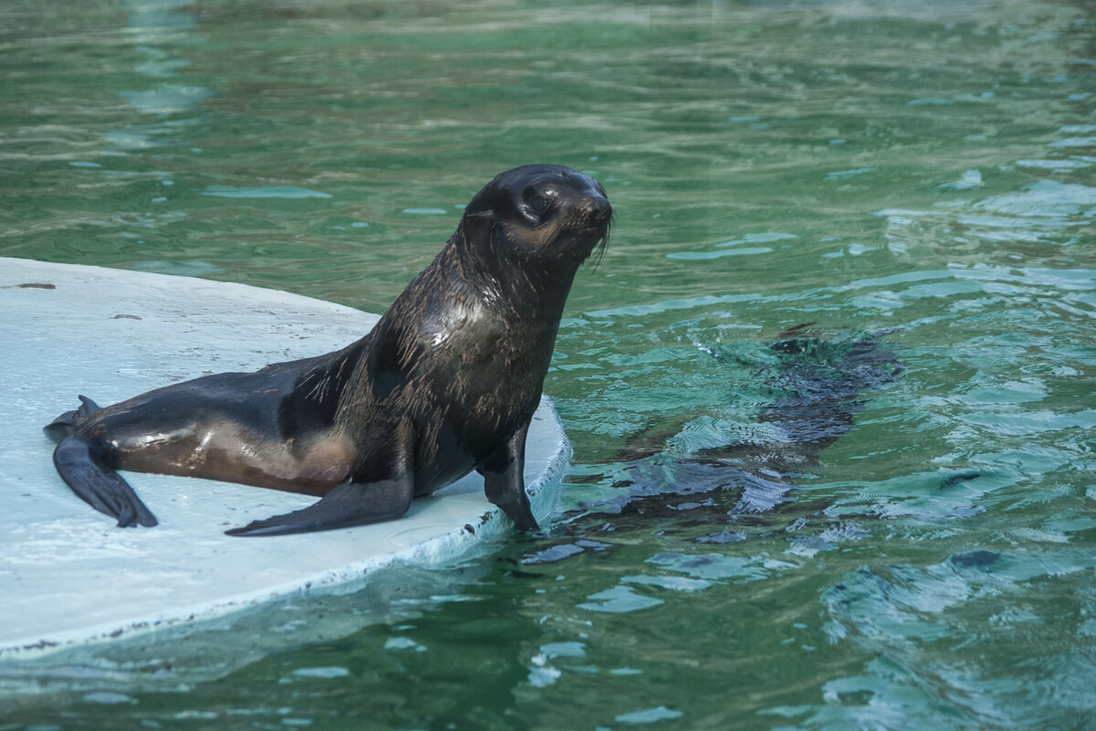 Мой северный колик - Владимир Максимов