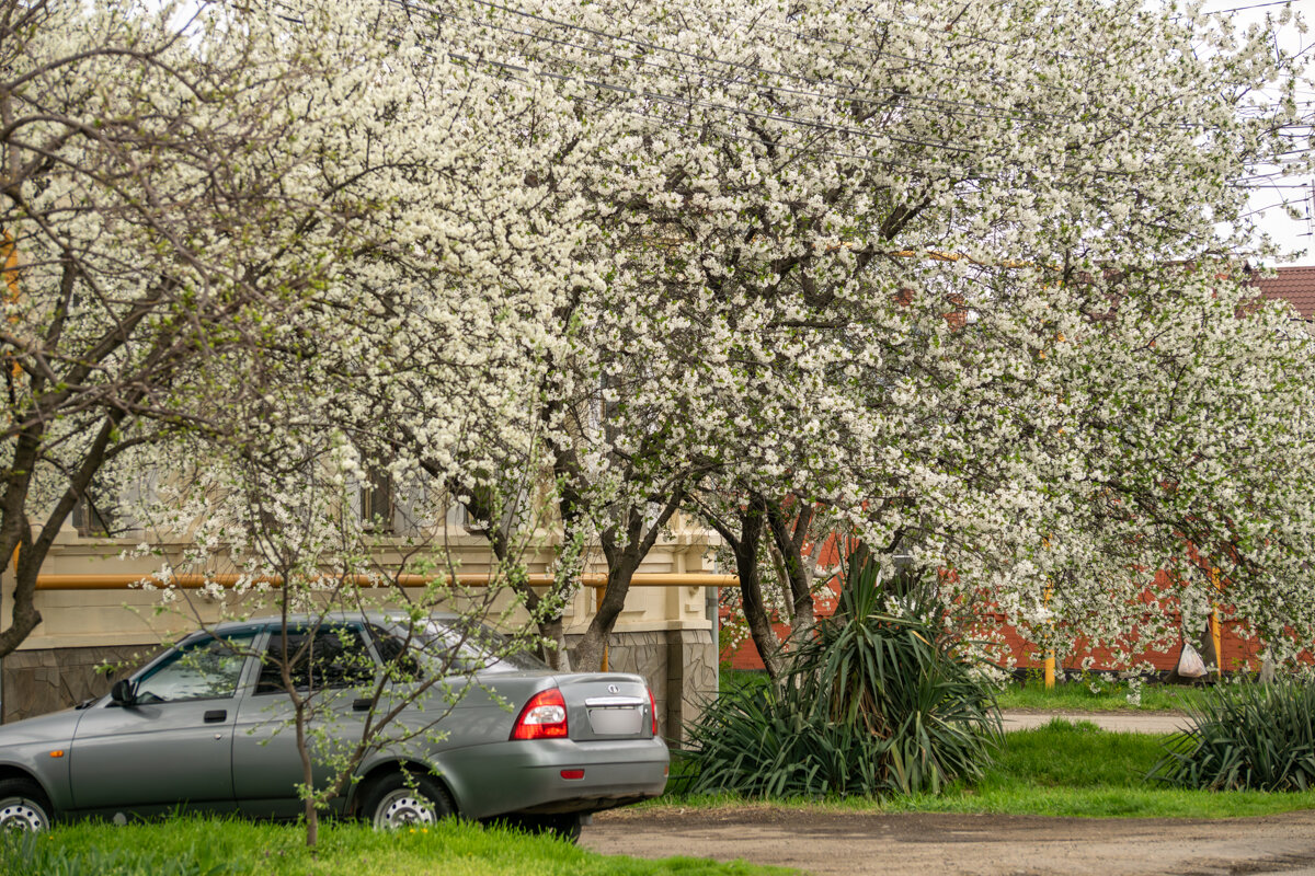 Вишня - Игорь Сикорский