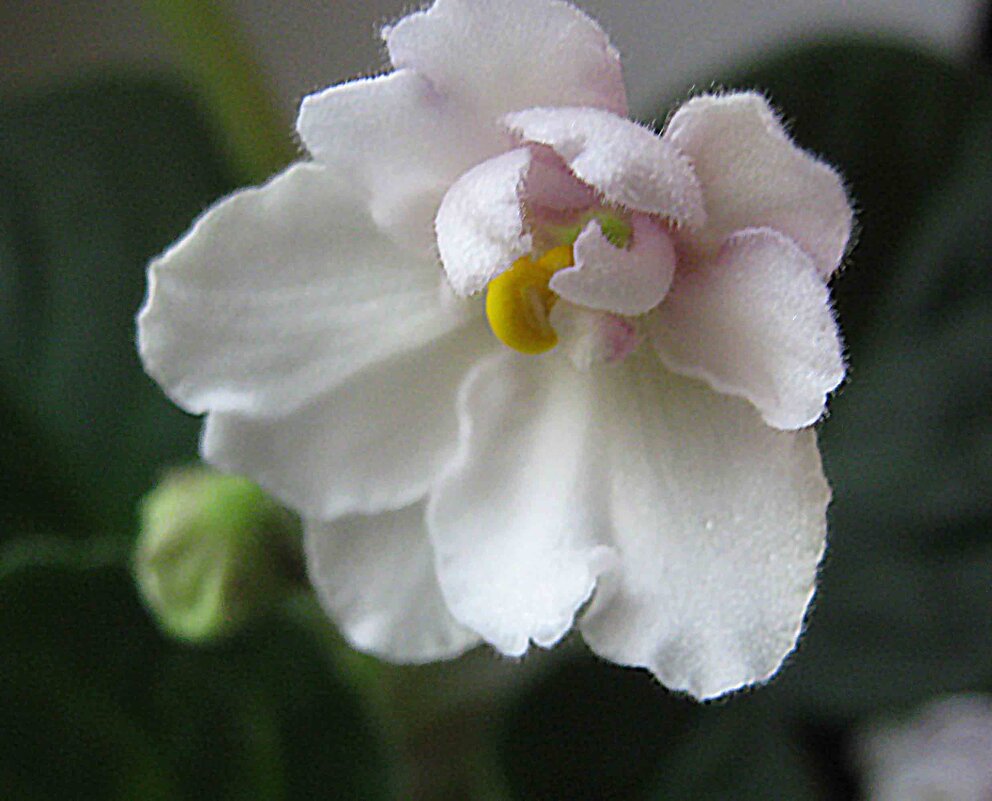 Фиалка - Елена Семигина