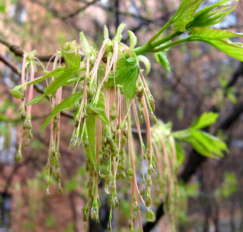 Мелодия весны - Елена Семигина Мелодия весны - Елена Семигина