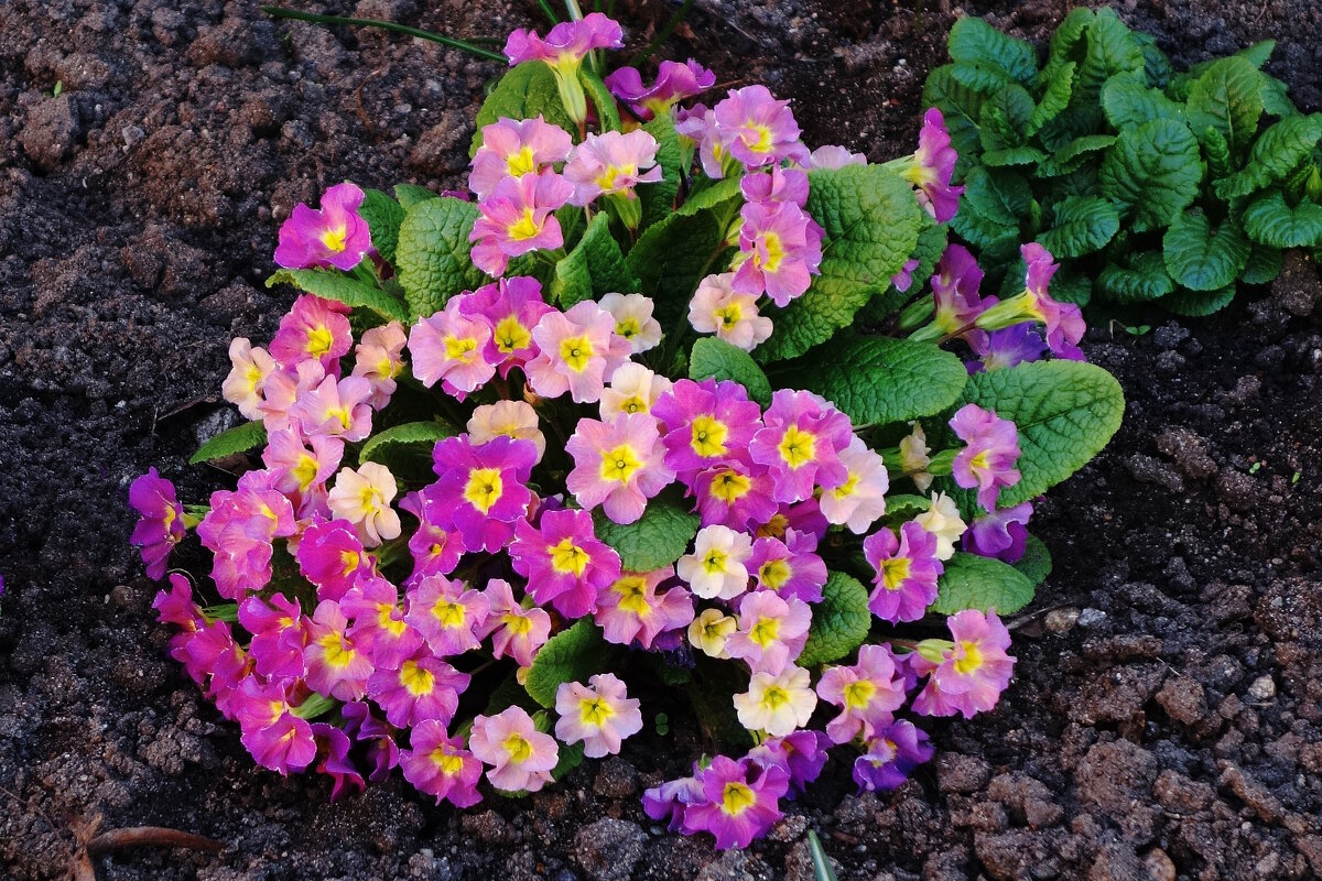 Примула - Рита Симонова Примула - Рита Симонова