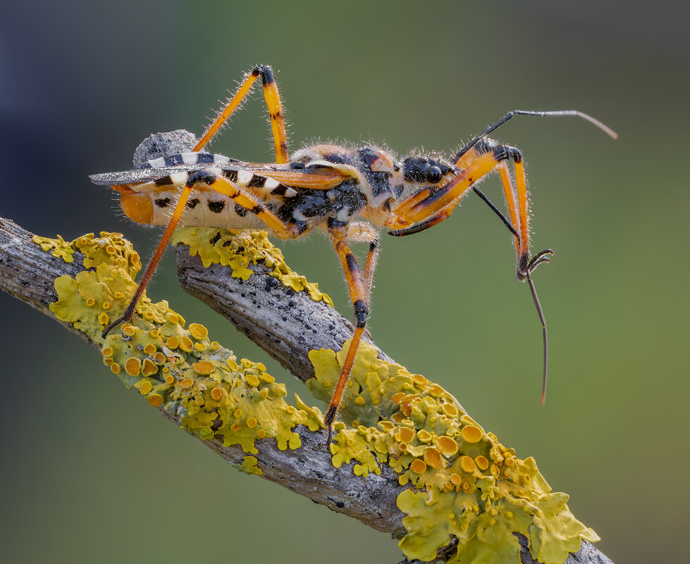Клоп(Rhynocoris punctiventris) - Александр Григорьев Клоп(Rhynocoris punctiventris) - Александр Григорьев
