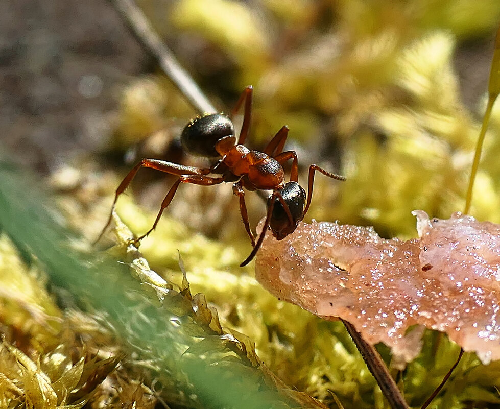 ---------- - igor G.