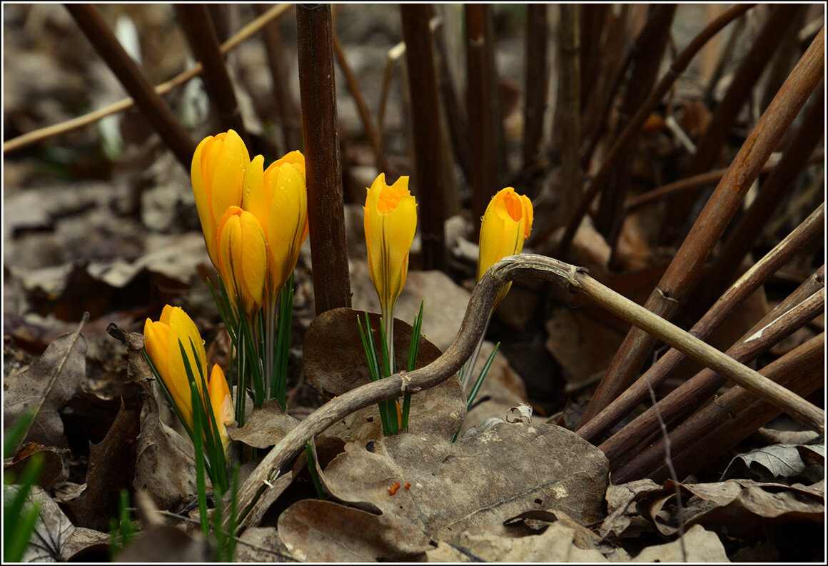 Крокус проснулся - Aleksandr Gal