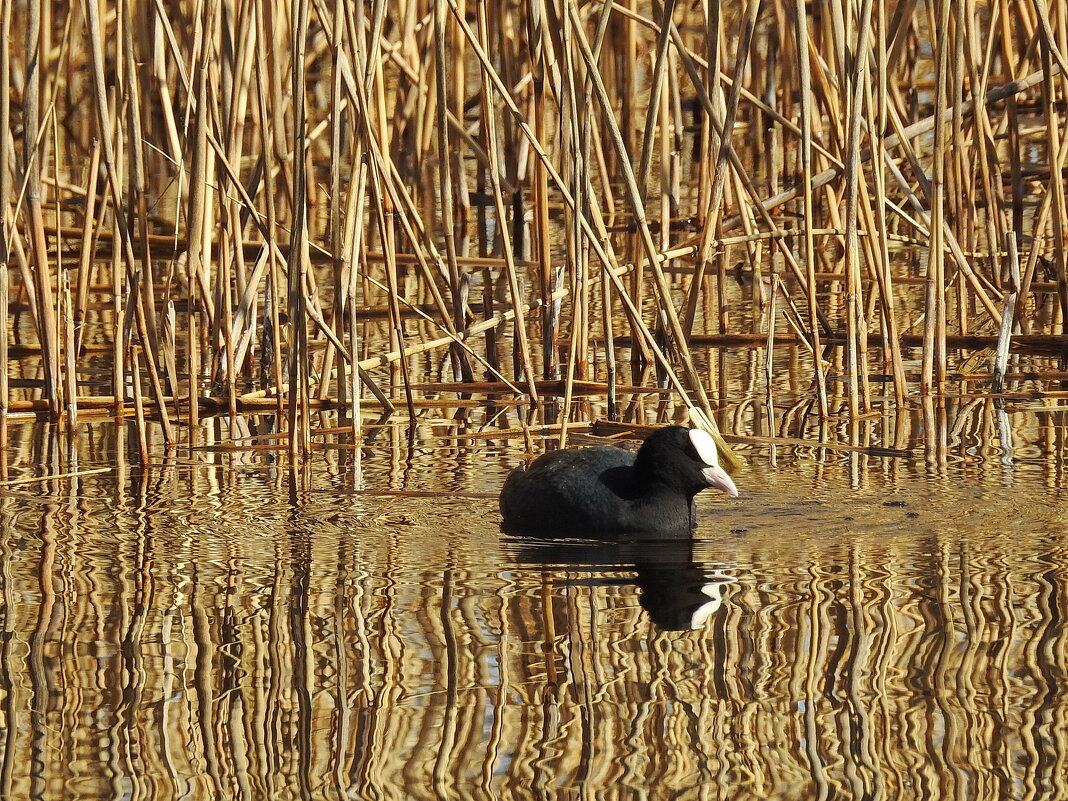 весна.лысуха - ИННА ПОРОХОВА