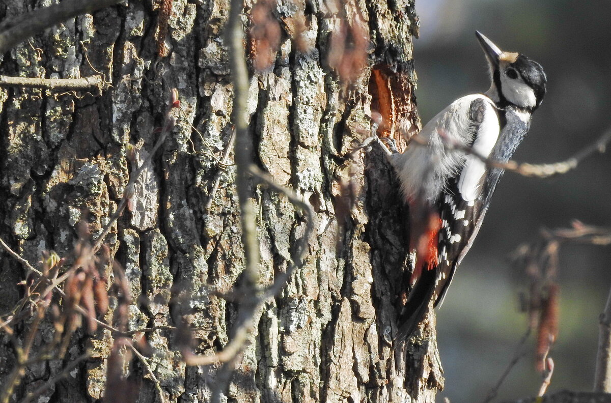 весна.дятел - ИННА ПОРОХОВА весна.дятел - ИННА ПОРОХОВА