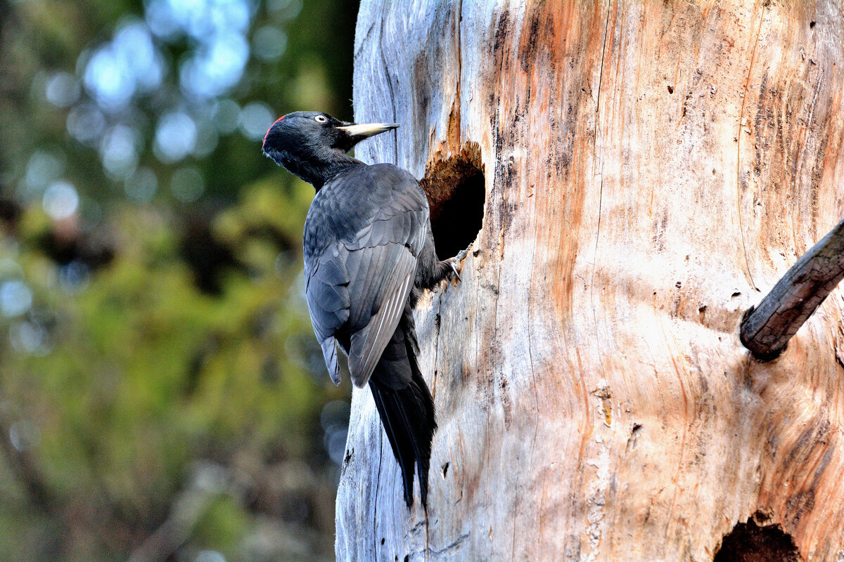 *** - Александр Зуев *** - Александр Зуев