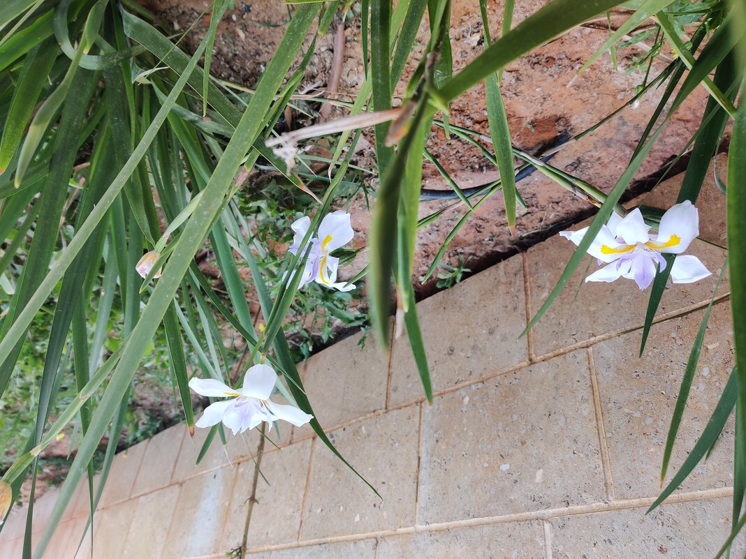 У нашего подъезда - Светлана Хращевская У нашего подъезда - Светлана Хращевская