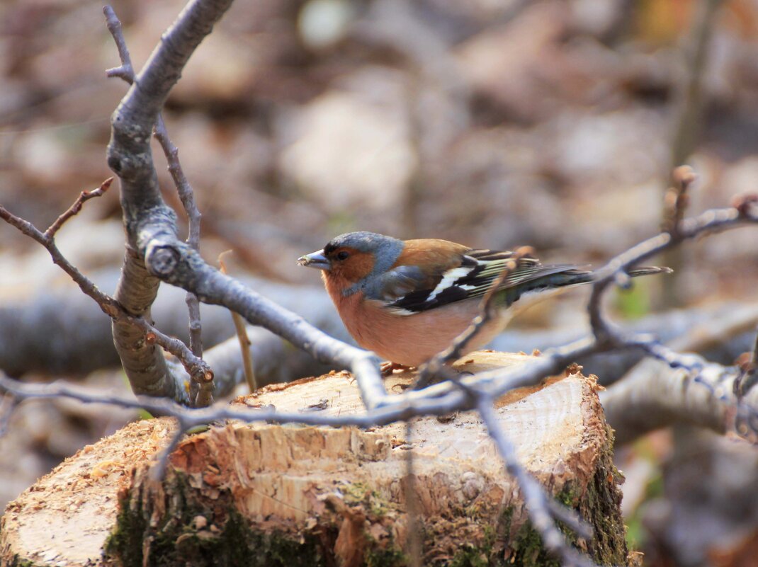 Зяблик - Ната Волга Зяблик - Ната Волга