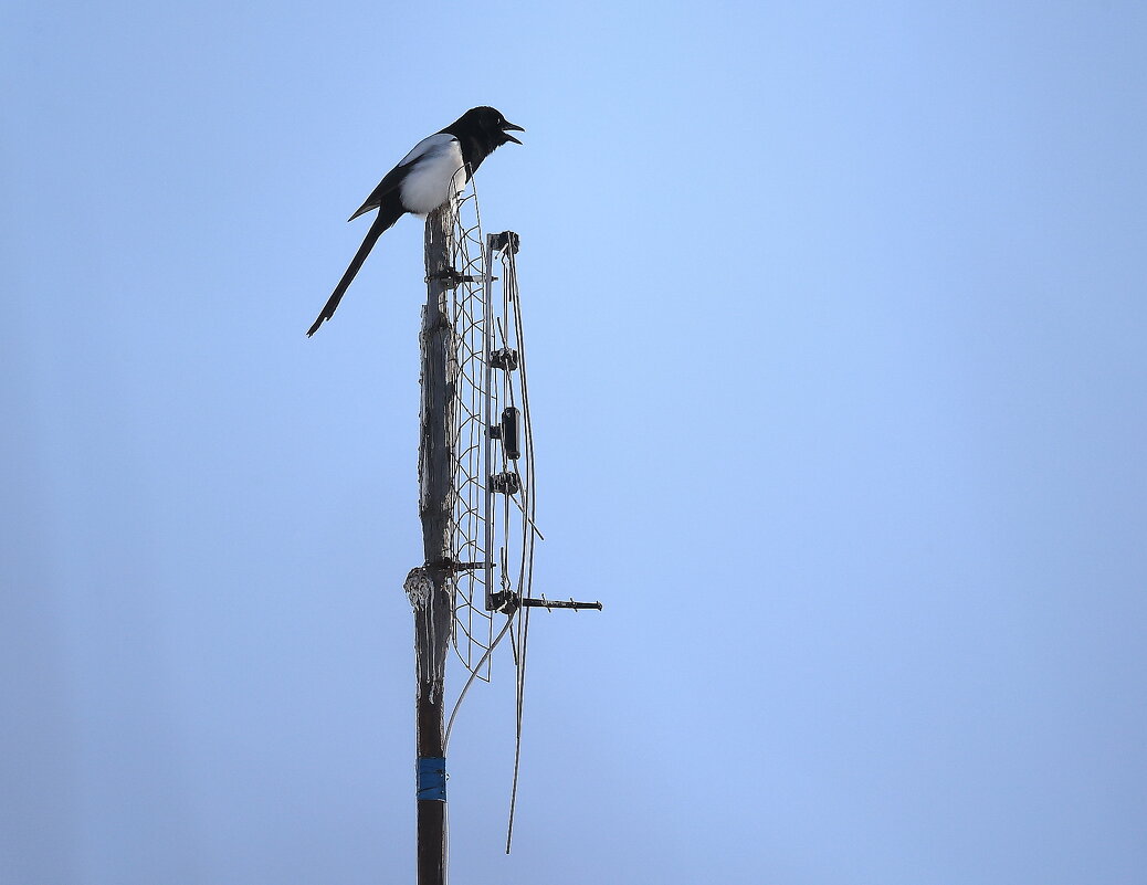 Система оповещения в порядке... - Владилен Панченко