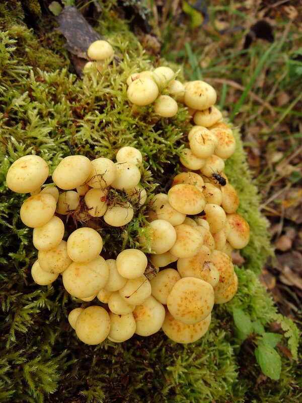 Грибочки на пенёчке. - nadyasilyuk Вознюк Грибочки на пенёчке. - nadyasilyuk Вознюк