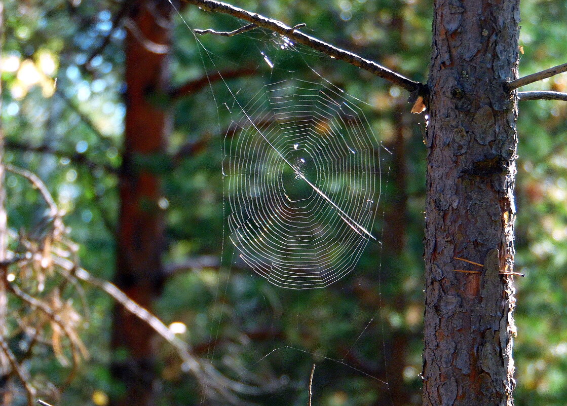 Сплёл однажды паутинку паучёк и повесил на сучок. - nadyasilyuk Вознюк Сплёл однажды паутинку паучёк и повесил на сучок. - nadyasilyuk Вознюк