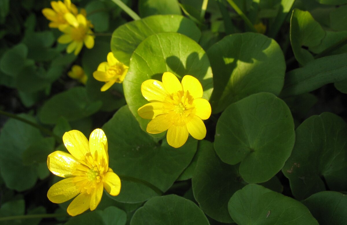 R - Андрей Л. В.