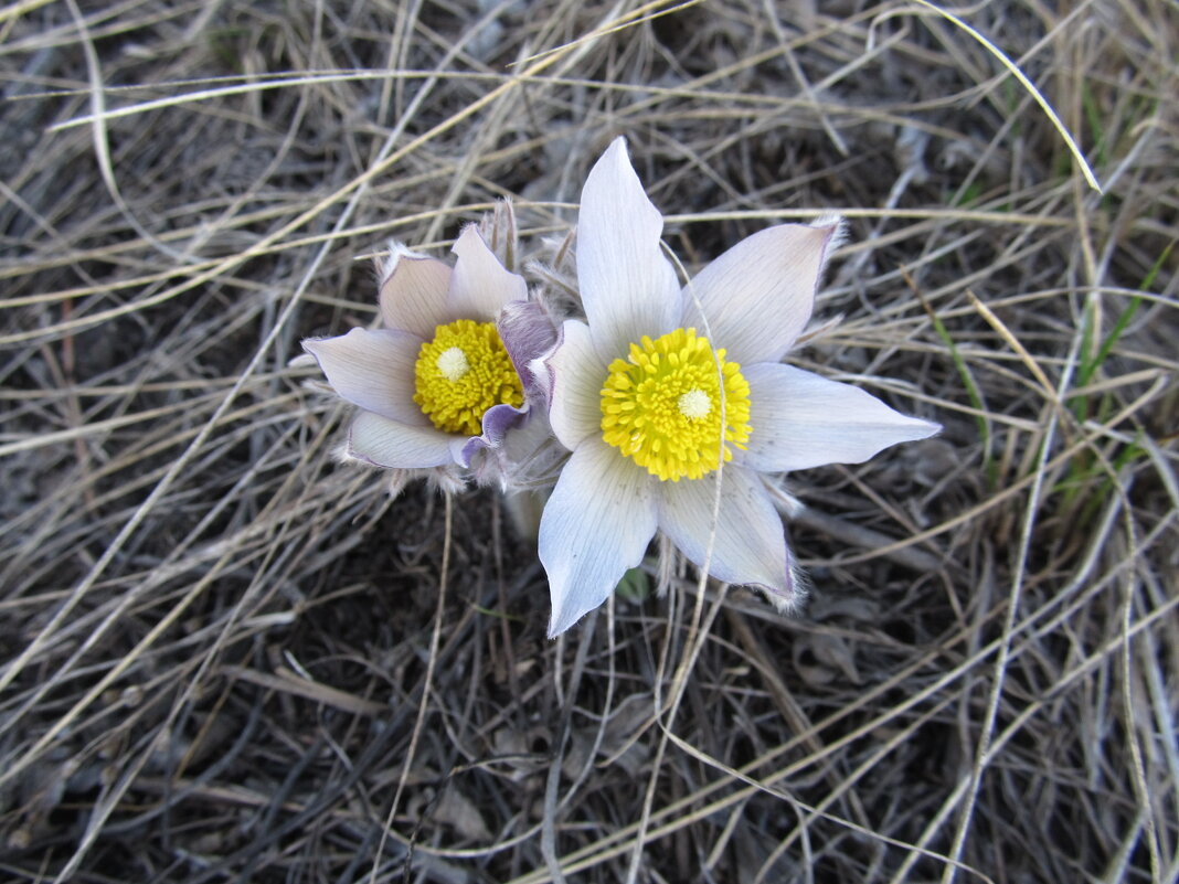 прекрасная сон-трава - Елена Шаламова прекрасная сон-трава - Елена Шаламова