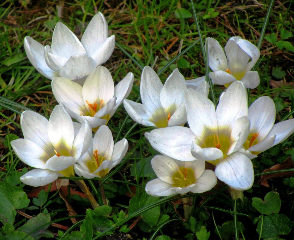 Белые крокусы - Сергей Карачин Белые крокусы - Сергей Карачин