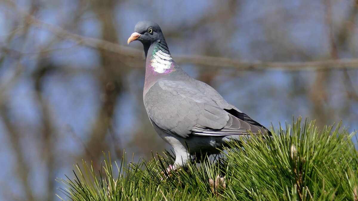 Пробуждение "ВЕСНЫ" Прекрасная природа. - "The Natural World" Александер
