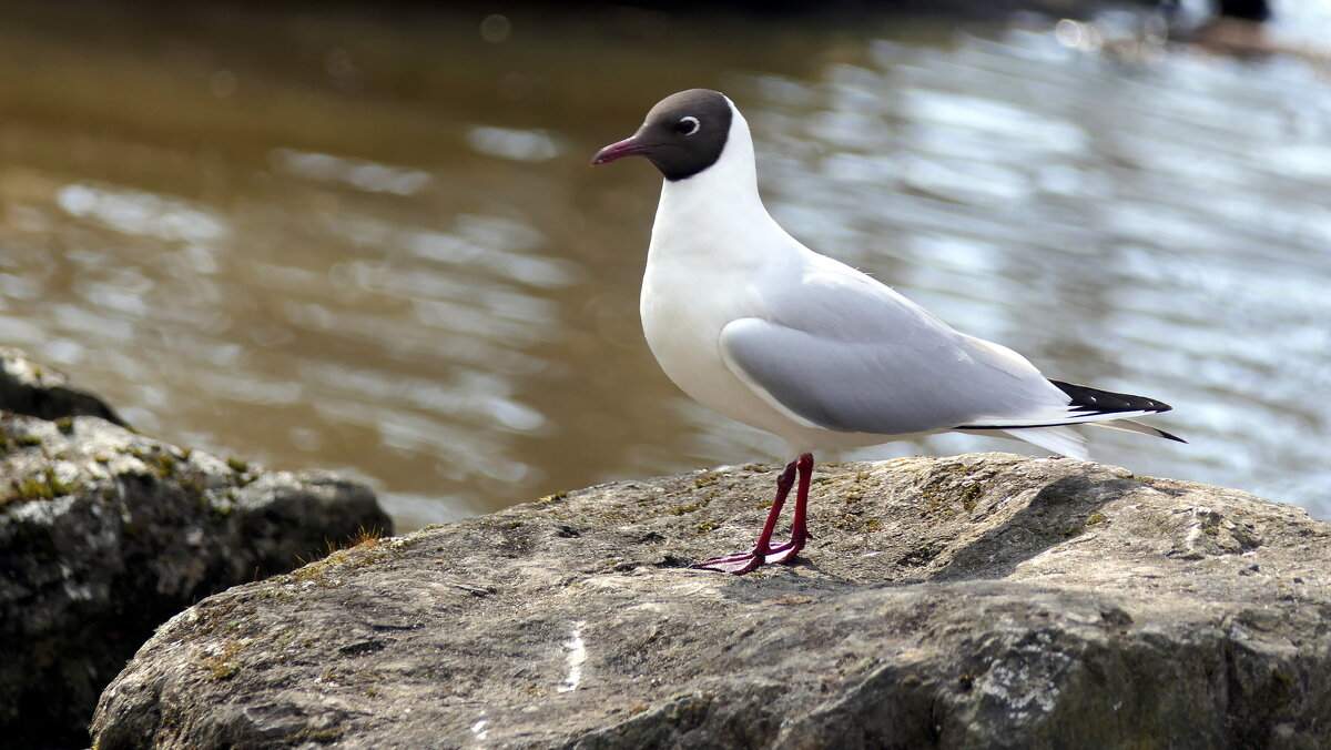 Пробуждение "ВЕСНЫ" Прекрасная природа. - "The Natural World" Александер Пробуждение "ВЕСНЫ" Прекрасная природа. - "The Natural World" Александер