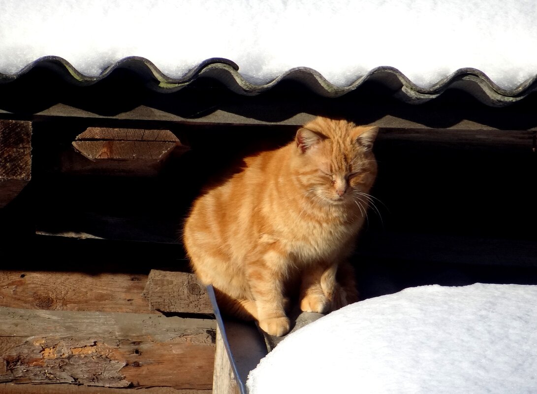 Рыжик греется на солнышке - Антонина Гугаева Рыжик греется на солнышке - Антонина Гугаева