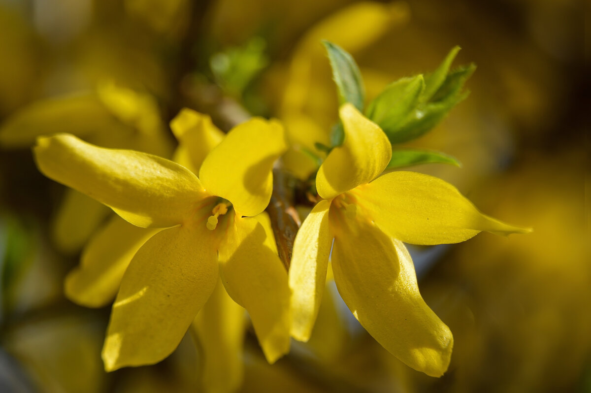 золотая парочка - Надежда Куркина
