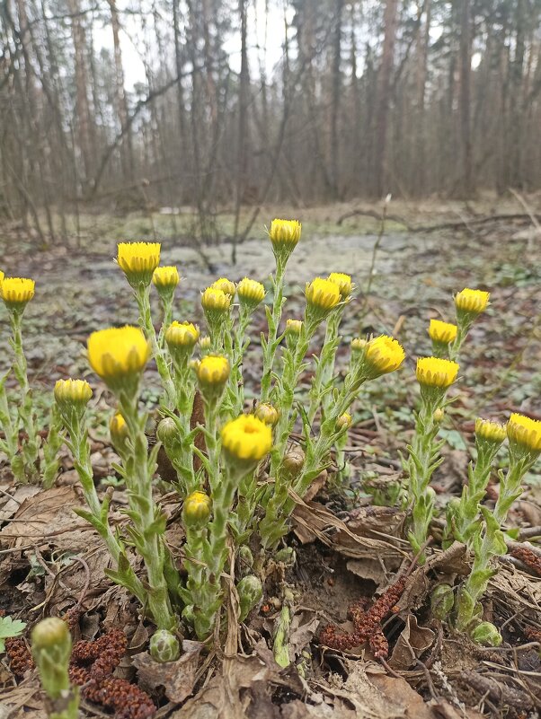 Весна идёт! Весне дорогу! - Pippa Весна идёт! Весне дорогу! - Pippa