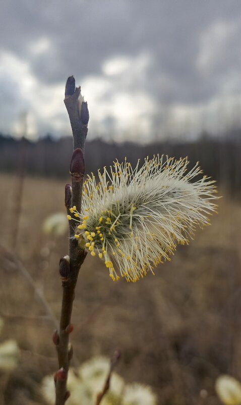 Весна идёт! Весне дорогу! - Pippa Весна идёт! Весне дорогу! - Pippa