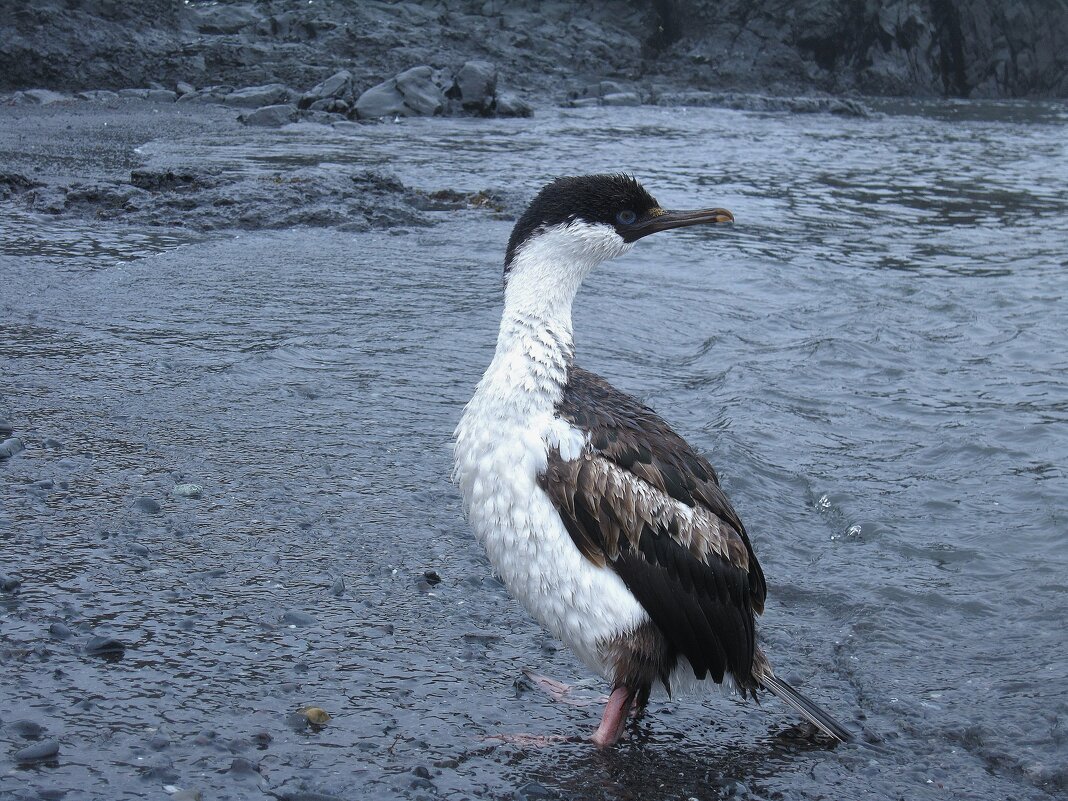 Антарктический синеглазый баклан. - unix (Илья Утропов) Антарктический синеглазый баклан. - unix (Илья Утропов)