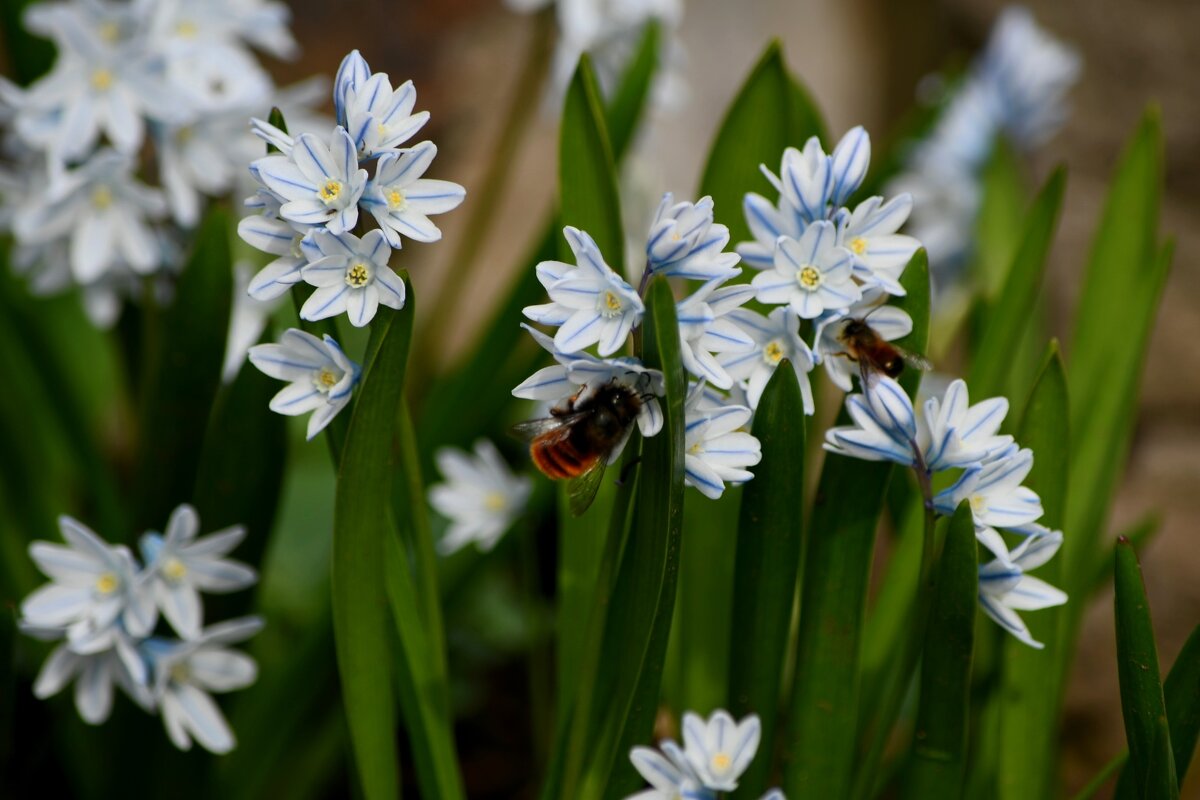 Пушкиния - Татьяна Евдокимова Пушкиния - Татьяна Евдокимова