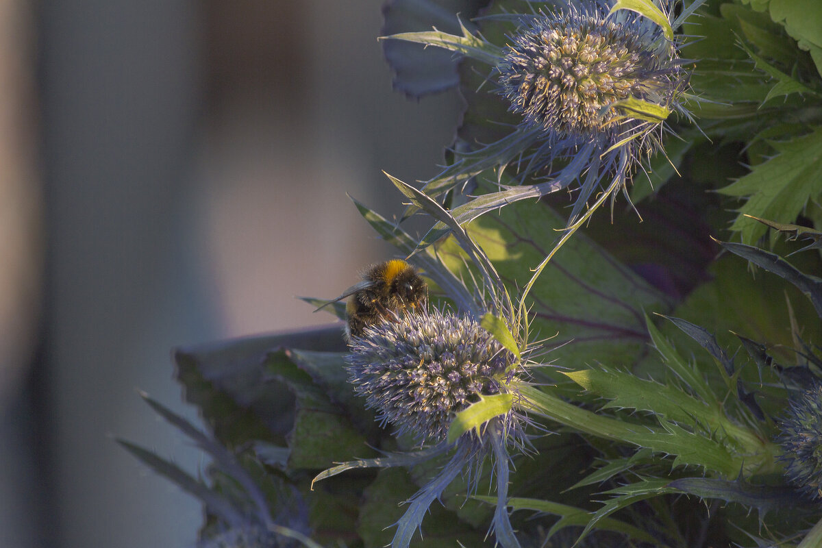 шмель - Алексей Булак шмель - Алексей Булак