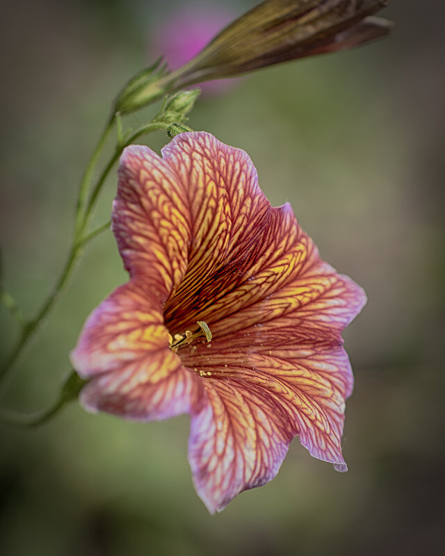 *** - Лилия * *** - Лилия *