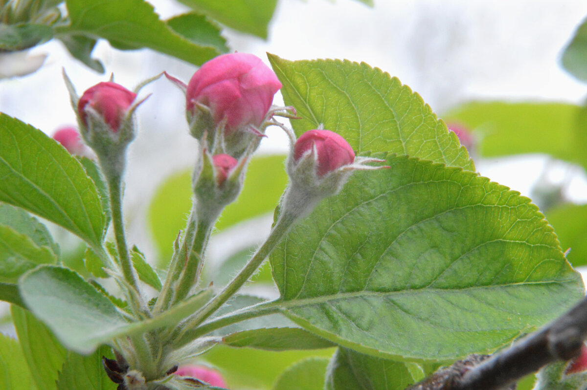 Согретые солнцем, зацветают яблони. - Надежда Куркина