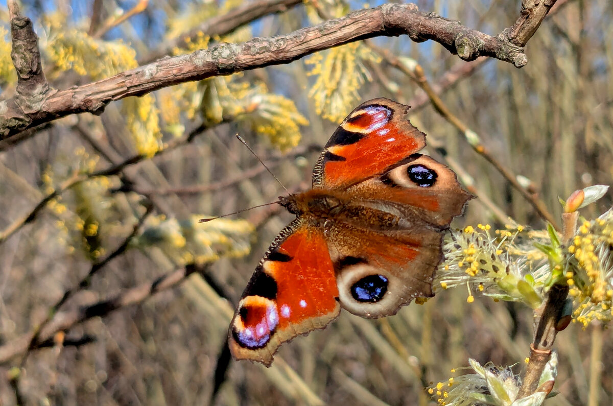 природа начала апреля 9 - Александр Прокудин природа начала апреля 9 - Александр Прокудин